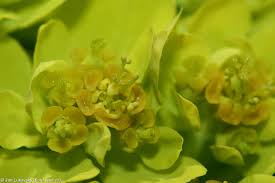 Attēlu rezultāti vaicājumam “Euphorbia palustris flower”