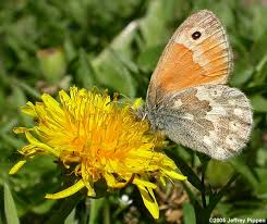 Attēlu rezultāti vaicājumam “Coenonympha tullia”