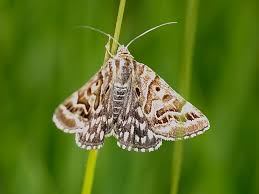 Attēlu rezultāti vaicājumam “Callistege mi”