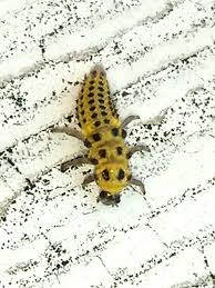 Attēlu rezultāti vaicājumam “Psyllobora vigintiduopunctata larva”