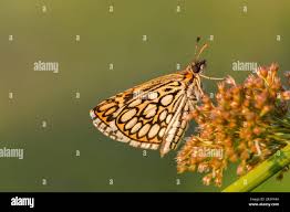 Attēlu rezultāti vaicājumam “Heteropterus morpheus”