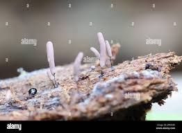 Attēlu rezultāti vaicājumam “Stemonitopsis sp.”