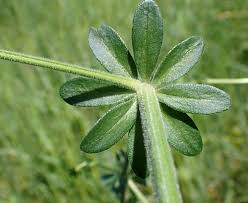 Attēlu rezultāti vaicājumam “Galium album bud”