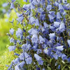 Image result for Glockenblumen