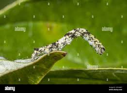 Attēlu rezultāti vaicājumam “Laspeyria flexula”