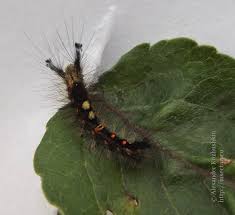 Attēlu rezultāti vaicājumam “Orgyia antiqua imago”