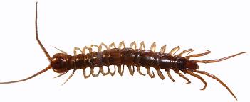 Attēlu rezultāti vaicājumam “Lithobius forficatus”