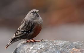 Image result for Prunella collaris