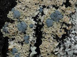 Attēlu rezultāti vaicājumam “Hypocenomyce scalaris”