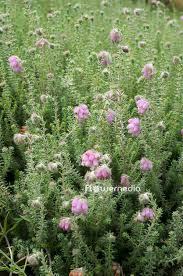 Attēlu rezultāti vaicājumam “Erica tetralix”