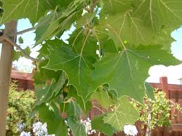 Attēlu rezultāti vaicājumam “Platanus x hispanica (syn. Platanus x acerifolia) leaf”
