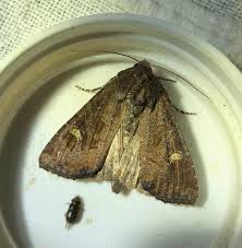 Attēlu rezultāti vaicājumam “Celaena leucostigma”