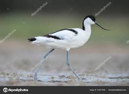 Image result for Recurvirostra avosetta