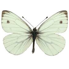 Attēlu rezultāti vaicājumam “Pieris napi male”