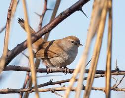 Image result for Cettia cetti