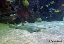 Image result for Pristis pristis