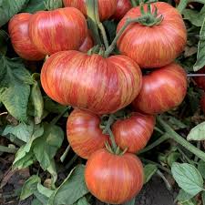Afbeeldingsresultaat voor Pink Brandywine tomato