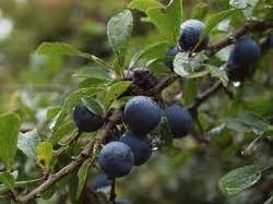 Attēlu rezultāti vaicājumam “Prunus domestica subsp. insitita fruit”