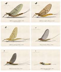 Attēlu rezultāti vaicājumam “Heptagenia sulphurea female”
