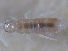 Attēlu rezultāti vaicājumam “Heteromurus nitidus”