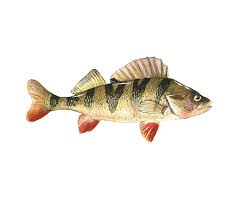 Attēlu rezultāti vaicājumam “Perca fluviatilis”