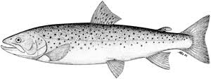 Image result for Salmo trutta trutta