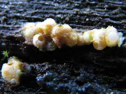 Attēlu rezultāti vaicājumam “Sphaerobolus stellatus”