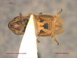 Attēlu rezultāti vaicājumam “Neophilaenus lineatus”