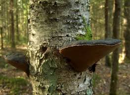 Attēlu rezultāti vaicājumam “Phellinus nigricans”