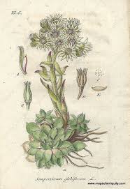 Attēlu rezultāti vaicājumam “Jovibarba globifera flower”