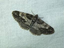 Attēlu rezultāti vaicājumam “Cleora cinctaria”