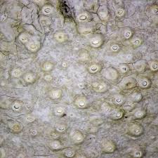 Attēlu rezultāti vaicājumam “Thelotrema lepadinum”