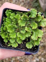 Image result for Marchantia polymorpha