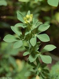 Attēlu rezultāti vaicājumam “Lotus corniculatus flower”