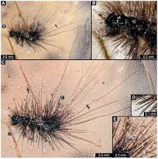 Attēlu rezultāti vaicājumam “Anthrenus sp. larva”