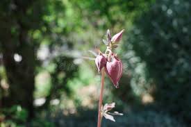 Attēlu rezultāti vaicājumam “Aquilegia vulgaris bud”