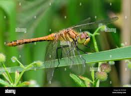 Attēlu rezultāti vaicājumam “Sympetrum sanguineum female”