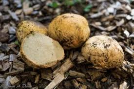 Attēlu rezultāti vaicājumam “Rhizopogon luteolus”