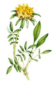 Image result for Anthyllis vulneraria