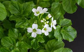 Image result for Brunnenkresse