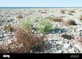 Attēlu rezultāti vaicājumam “Senecio viscosus fruit”