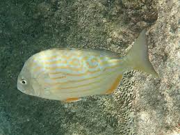 Image result for Archosargus rhomboidalis