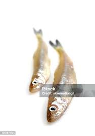 Image result for Osmerus eperlanus