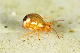 Attēlu rezultāti vaicājumam “Cabera pusaria male”