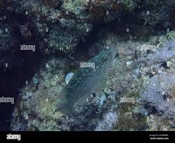 Image result for Mycteroperca rubra