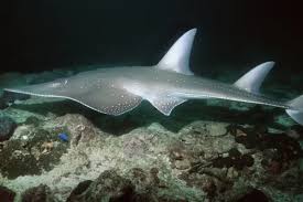 Image result for Rhynchobatus djiddensis