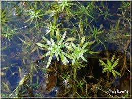 Attēlu rezultāti vaicājumam “Callitriche verna”