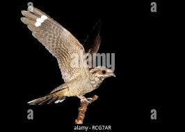 Attēlu rezultāti vaicājumam “Caprimulgus europaeus adult”