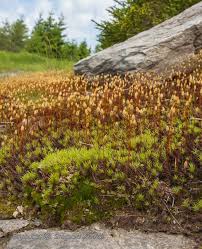 Attēlu rezultāti vaicājumam “Polytrichum commune var. perigoniale”