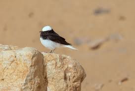 Image result for Oenanthe pleschanka